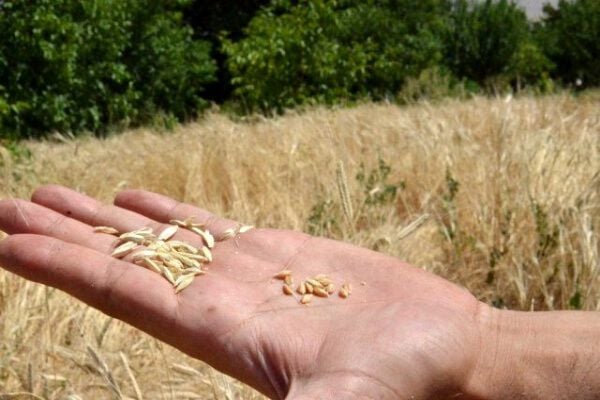 14 Kromozomlu Siyez Buğdayı: Genetiği Değişmemiş Buğdayların Atası